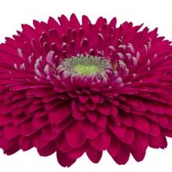 Gerbera fuchsia Pompon Big Jazz