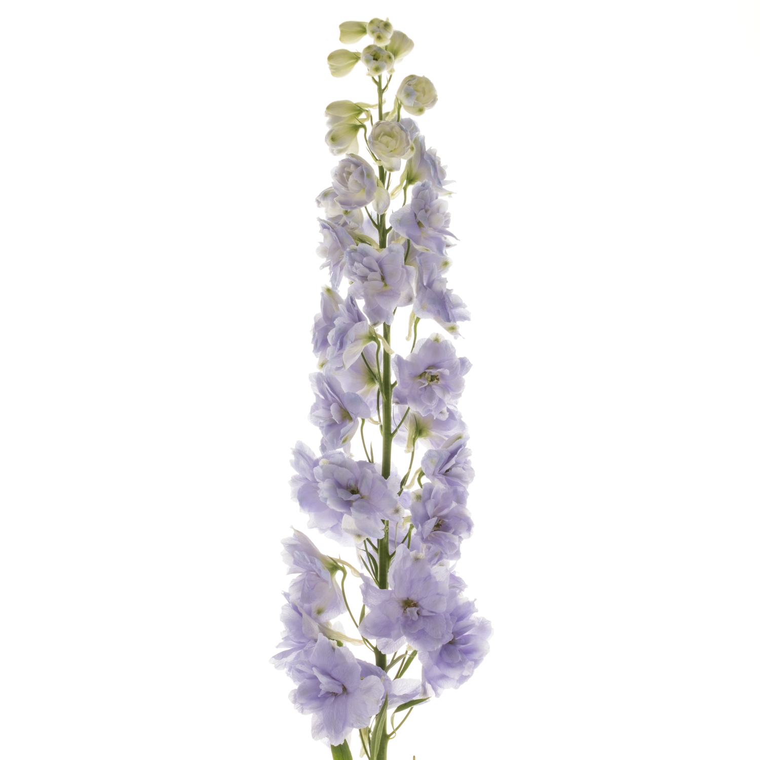 Delphinium milka Lavander 80cm