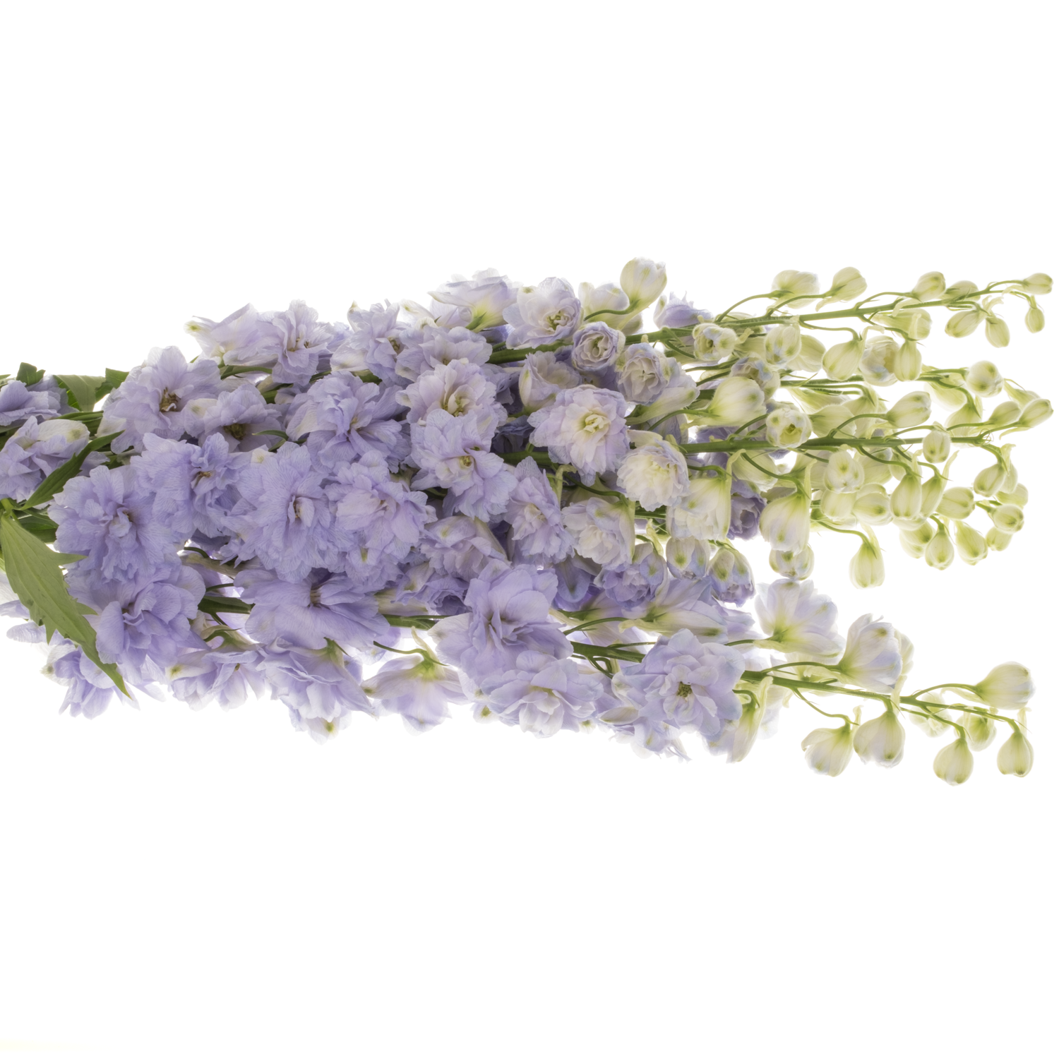 Delphinium milka Lavander 80cm