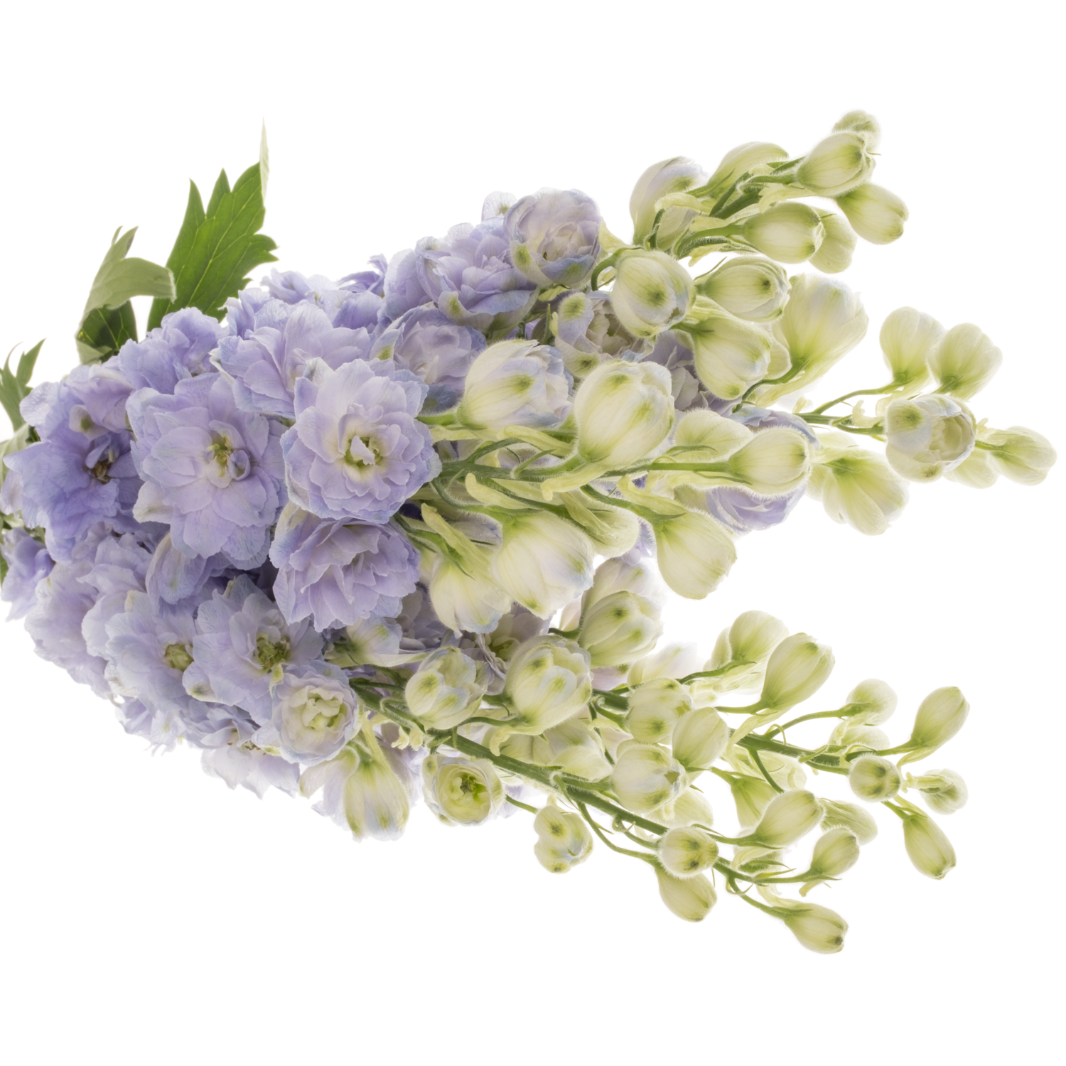 Delphinium milka Lavander 80cm