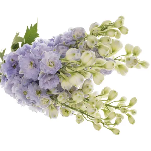 Delphinium milka Lavander 80cm