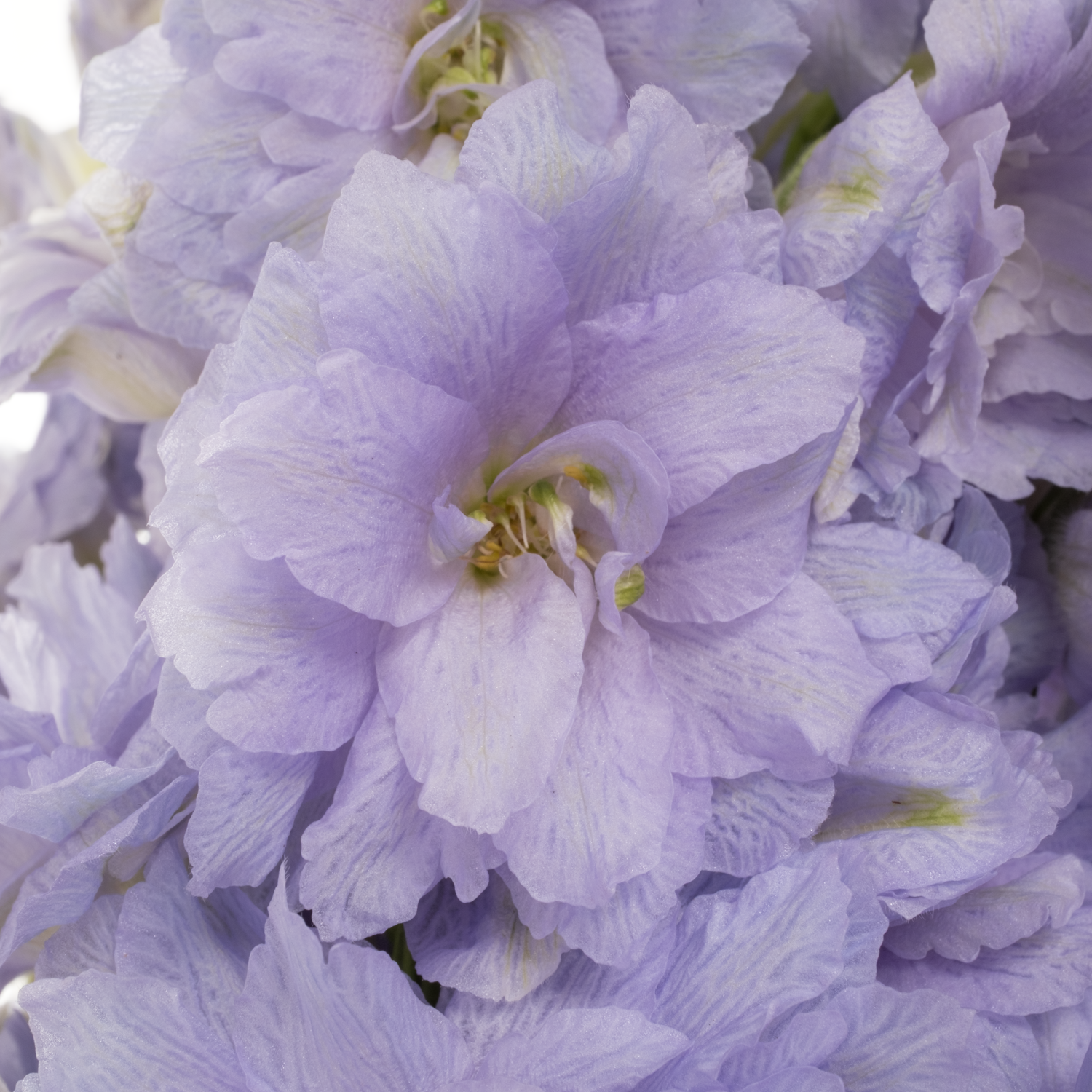 Delphinium milka Lavander 80cm