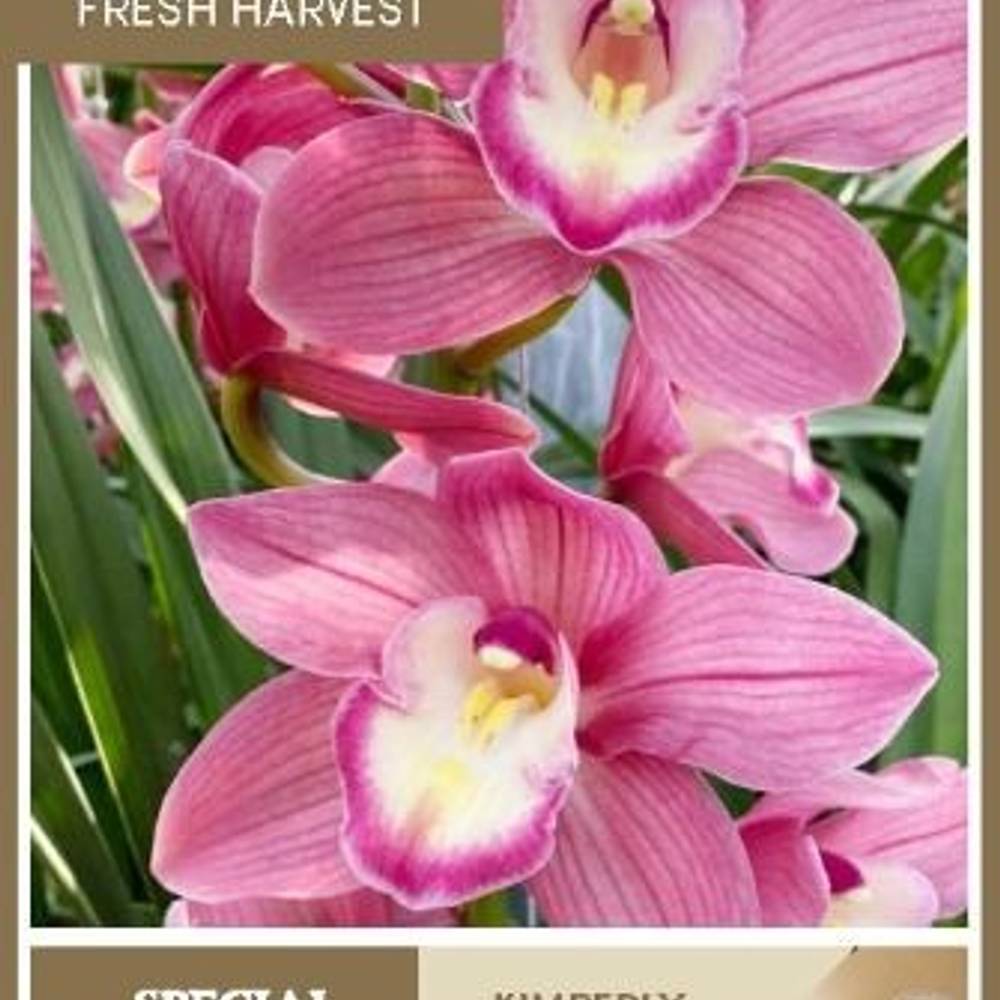 Cymbidium rosa Kimberly 80cm 13+Blüte