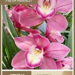 Cymbidium rosa Kimberly 80cm 13+Blüte