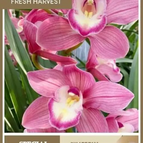 Cymbidium rosa Kimberly 80cm 13+Blüte