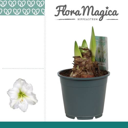 Amaryllis 2er weiss Arctic White T14 H025