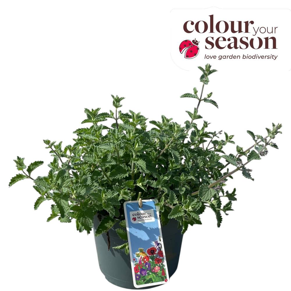 Nepeta lila Walker's Low T19 H040