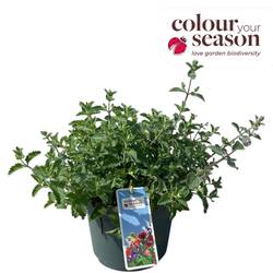 Nepeta lila Walker's Low T19 H040