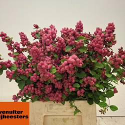 Schneebeere fuchsia Pink Cascade 50cm