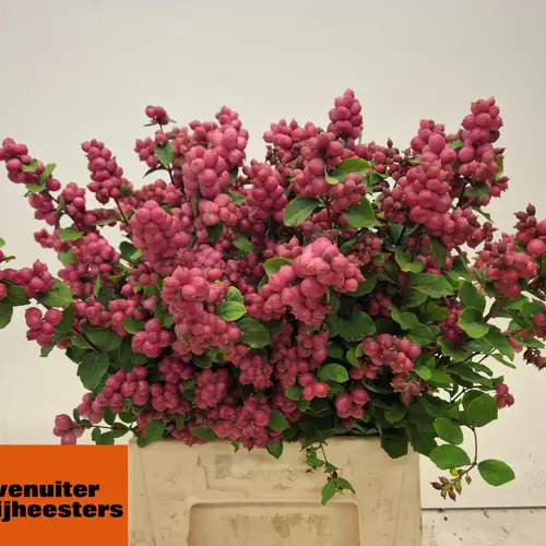 Schneebeere fuchsia Pink Cascade 50cm
