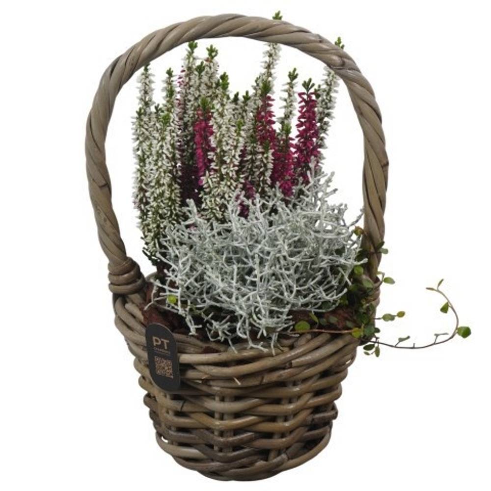 Garten.Arr PTHO7501 Herbst T16 H031