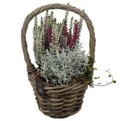 Garten.Arr PTHO7501 Herbst T16 H031