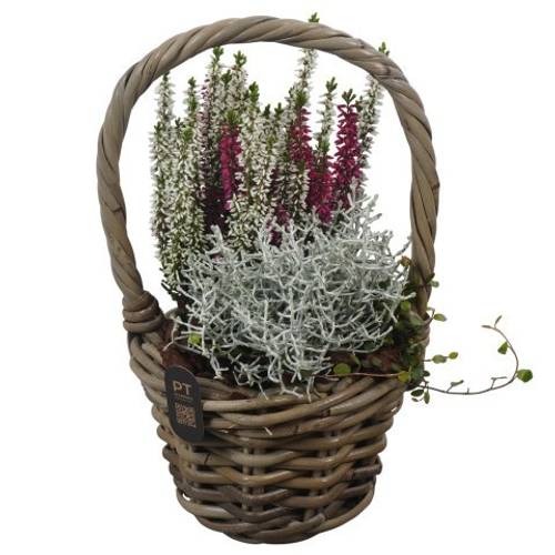 Garten.Arr PTHO7501 Herbst T16 H031