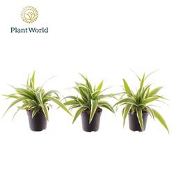 Chlorophytum Ocean T07 H015