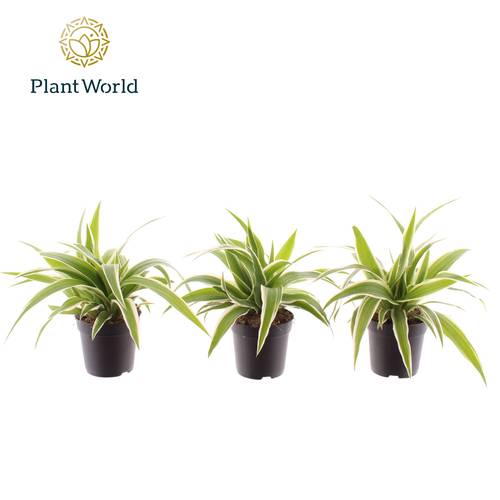 Chlorophytum Ocean T07 H015