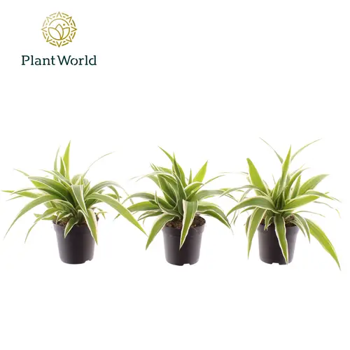 Chlorophytum Ocean T07 H015