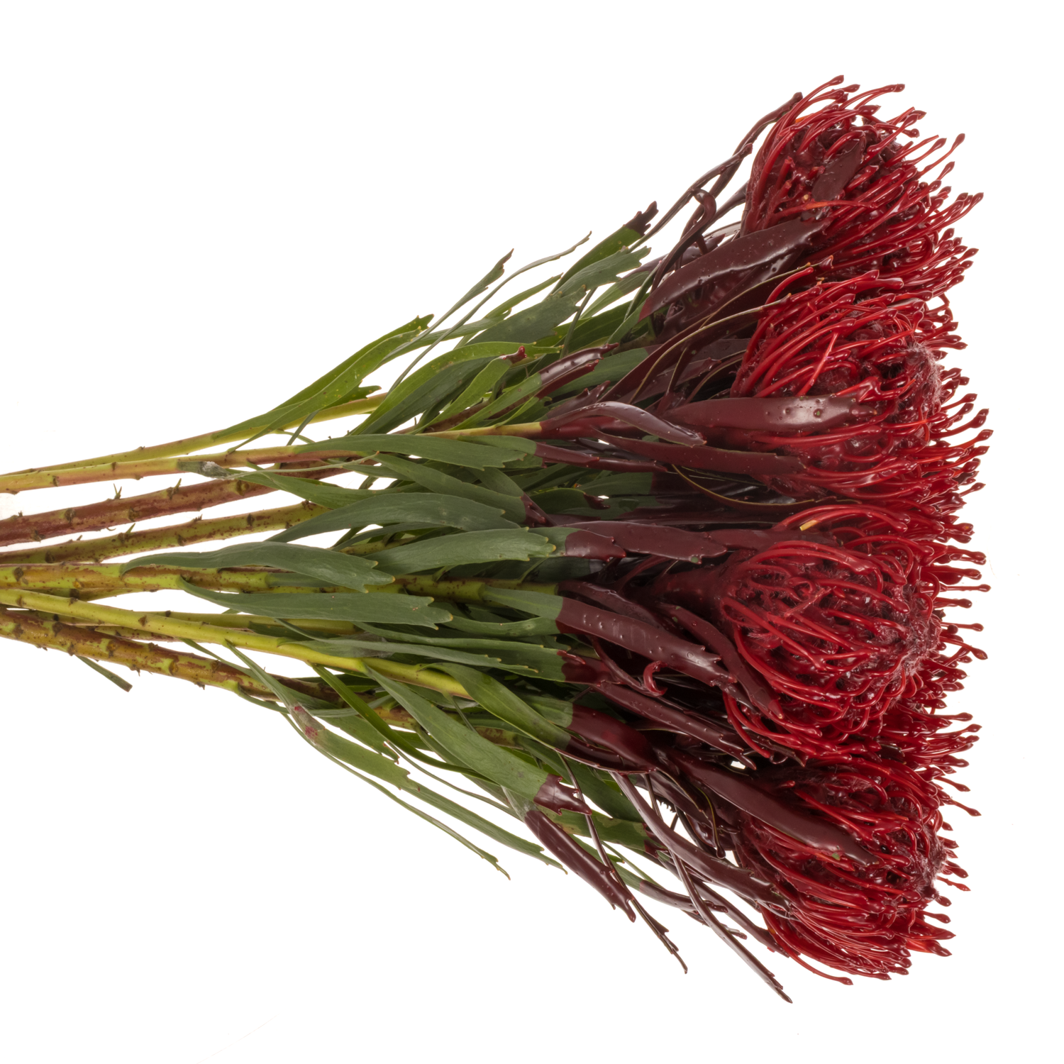 Nutans bordeaux Wachs 60cm