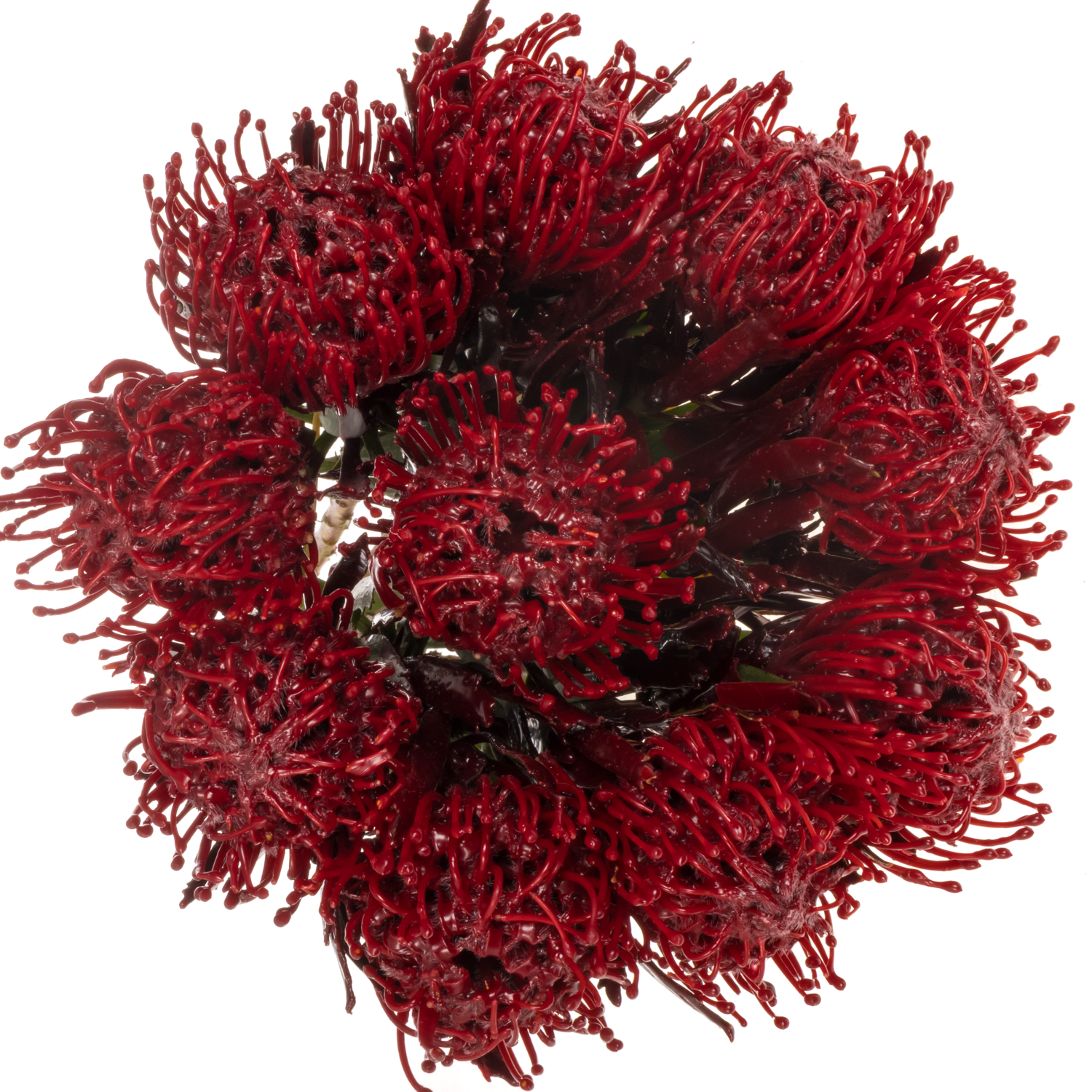 Nutans bordeaux Wachs 60cm