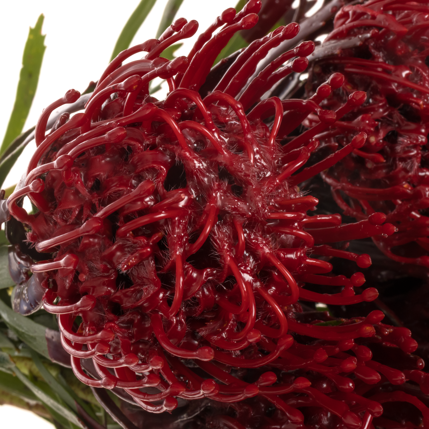 Nutans bordeaux Wachs 60cm