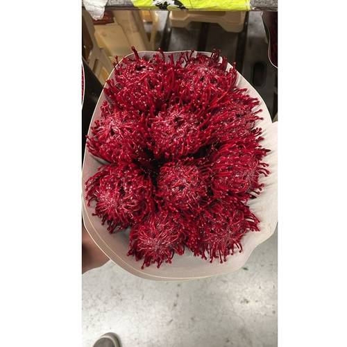 Nutans bordeaux Wachs 60cm