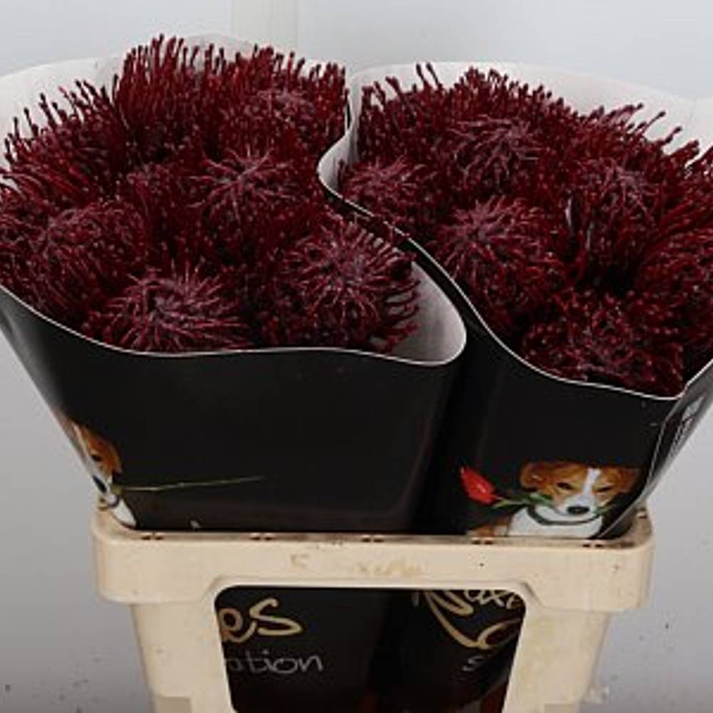 Nutans bordeaux Wachs 60cm