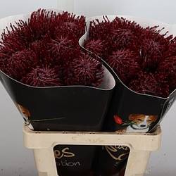 Nutans bordeaux Wachs 60cm
