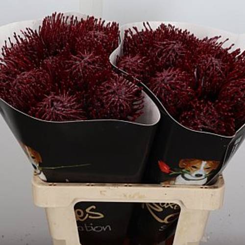 Nutans bordeaux Wachs 60cm