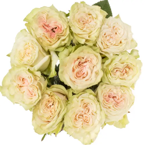 Rose creme Country Secret (Ec) 40cm X10