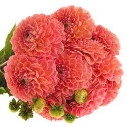 Dahlia lachs Linda s Baby 55cm