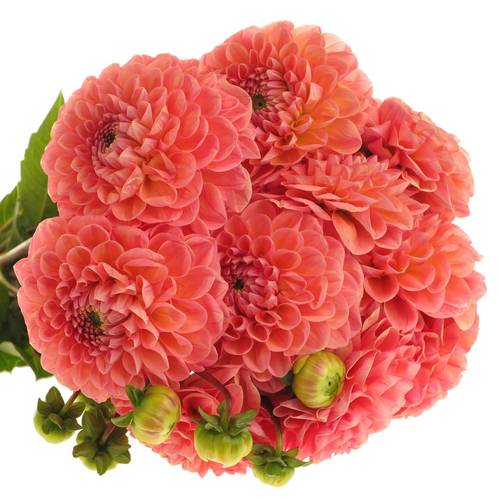 Dahlia lachs Linda s Baby 55cm