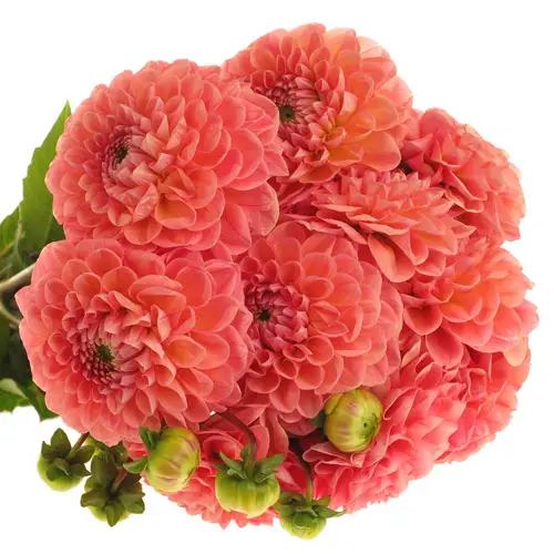 Dahlia lachs Linda s Baby 55cm