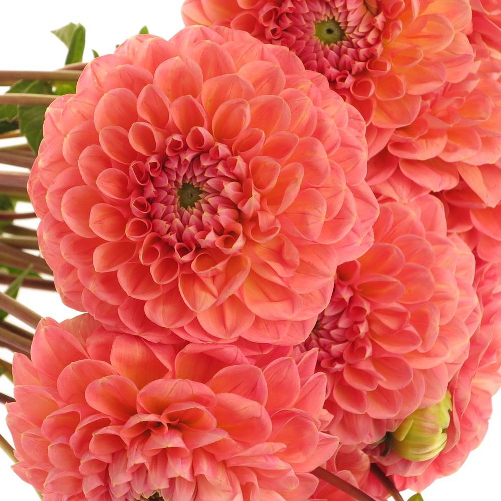 Dahlia lachs Linda s Baby 55cm