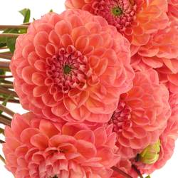 Dahlia lachs Linda s Baby 55cm