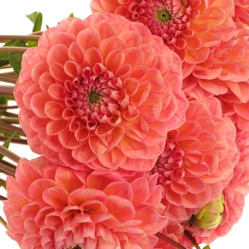 Dahlia lachs Linda s Baby 55cm