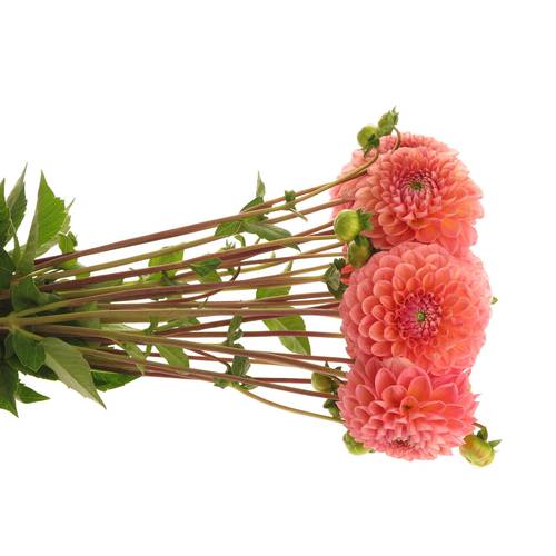 Dahlia lachs Linda s Baby 55cm