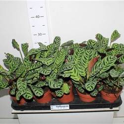 Ctenanthe Burble Marx Schnapch. von Uhr T12 H030