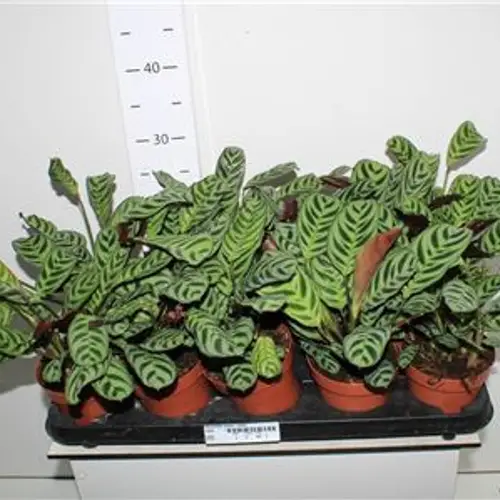 Ctenanthe Burble Marx Schnapch. von Uhr T12 H030