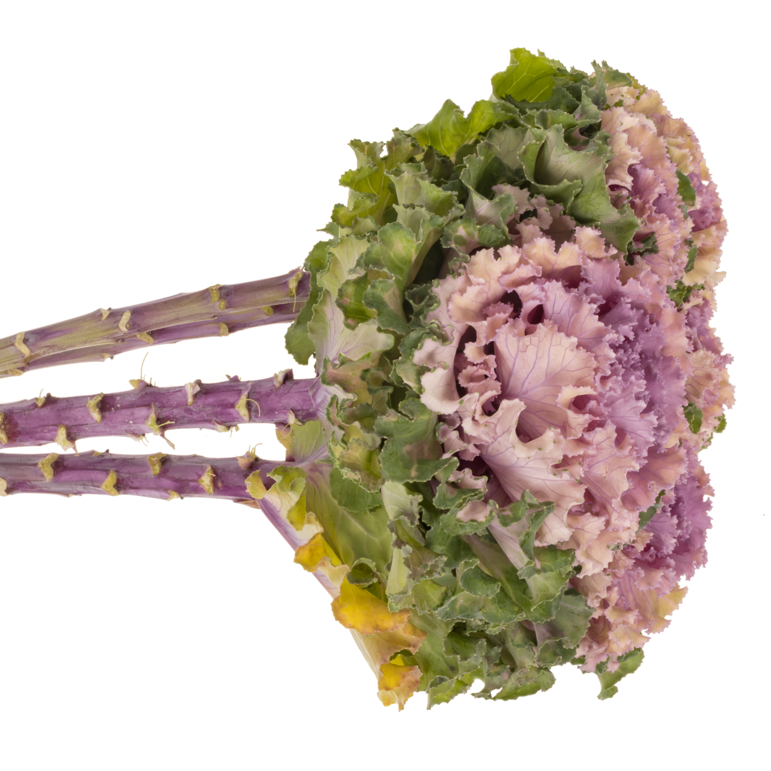 Zierkohl rosa Crane 70cm