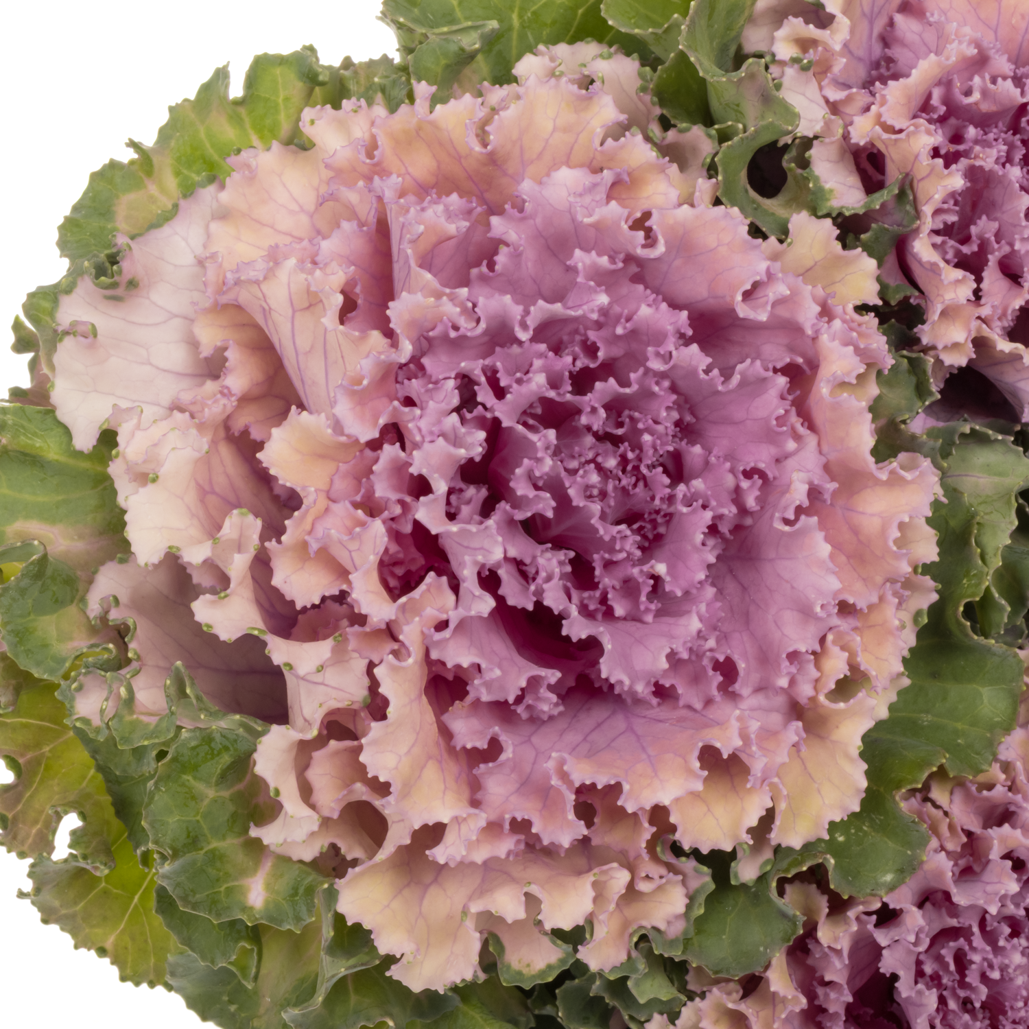 Zierkohl rosa Crane 70cm