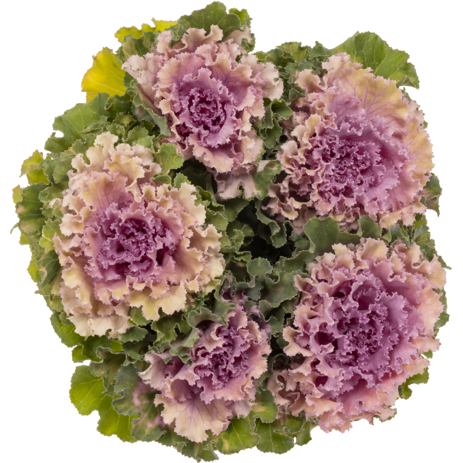 Zierkohl rosa Crane 70cm