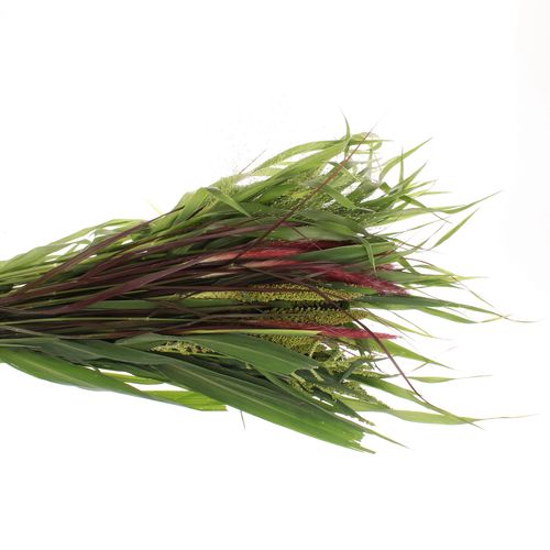 Ziergras mix in Bund 70cm