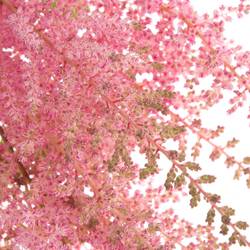 Spirea rosa Erika 65cm