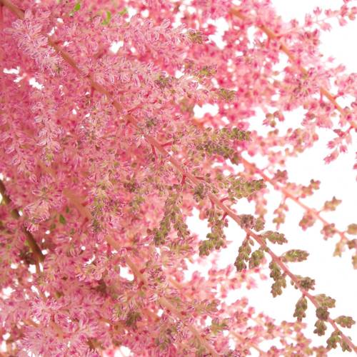 Spirea rosa Erika 65cm