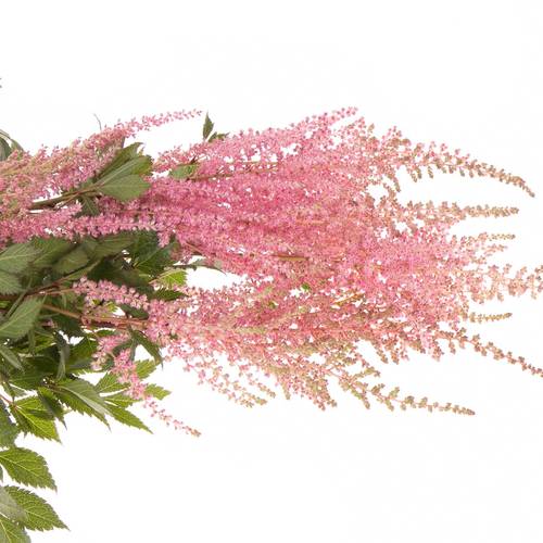 Spirea rosa Erika 65cm
