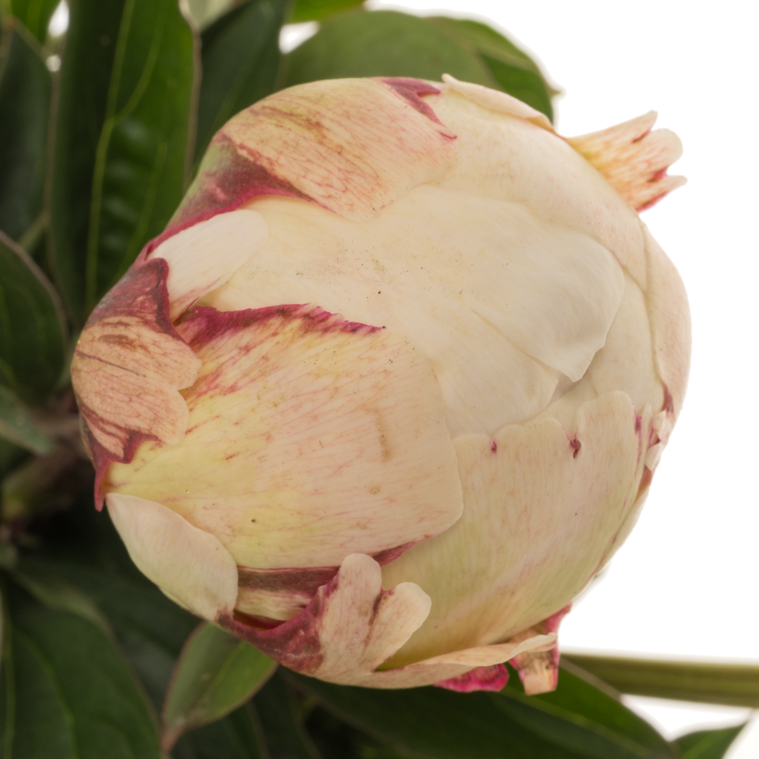 Pfingstrose weiss/hell rosa gefüllt Odile 45cm