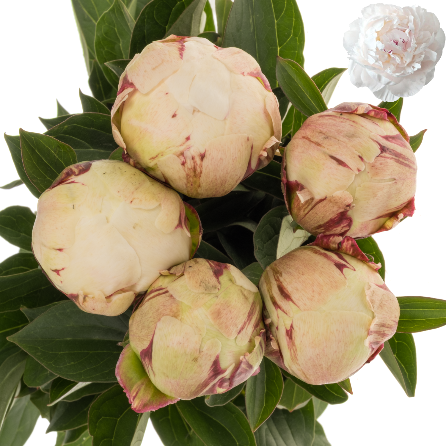 Pfingstrose weiss/hell rosa gefüllt Odile 45cm