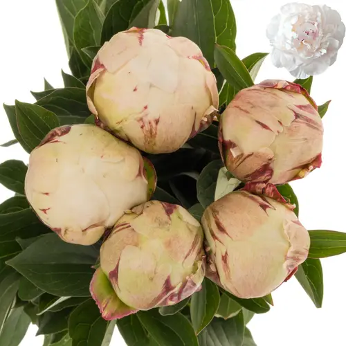 Pfingstrose weiss/hell rosa gefüllt Odile 45cm