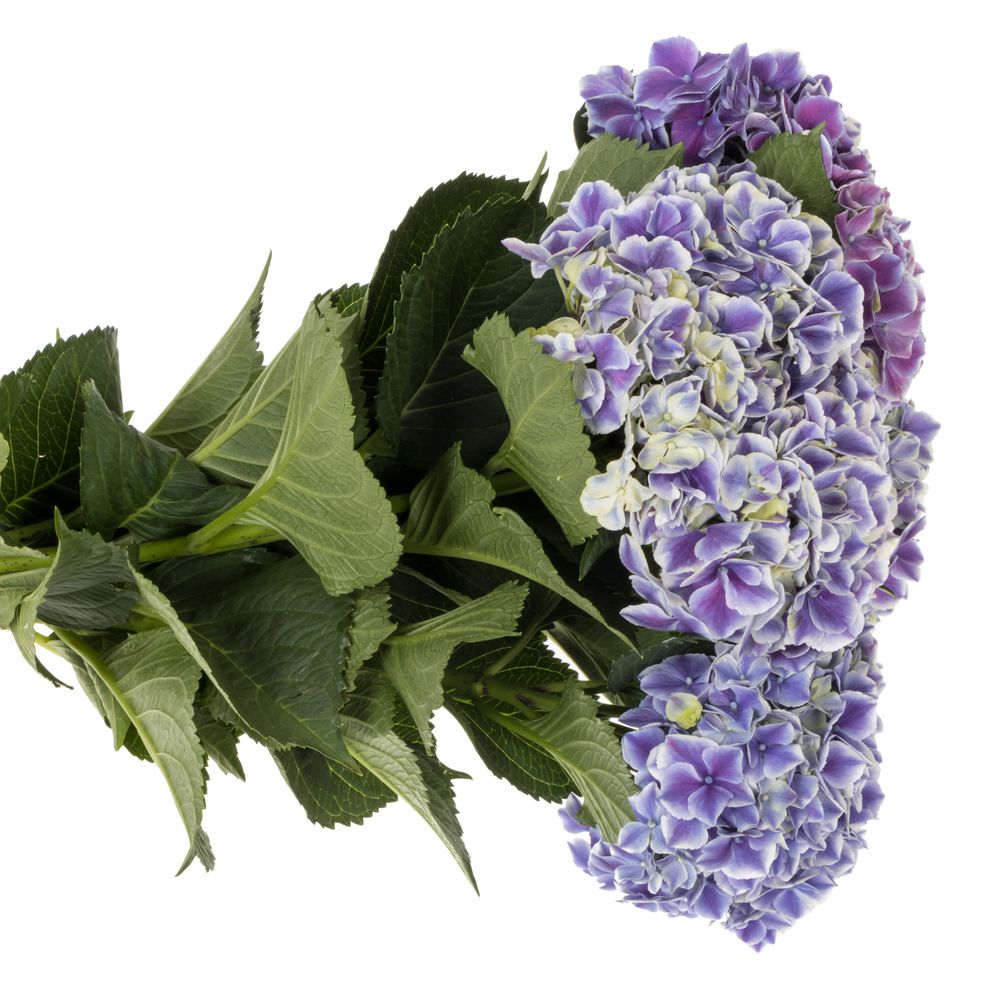 Hortensie milka/weiss Rio Bol 16cm 60cm