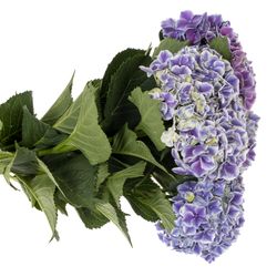 Hortensie milka/weiss Rio Bol 16cm 60cm