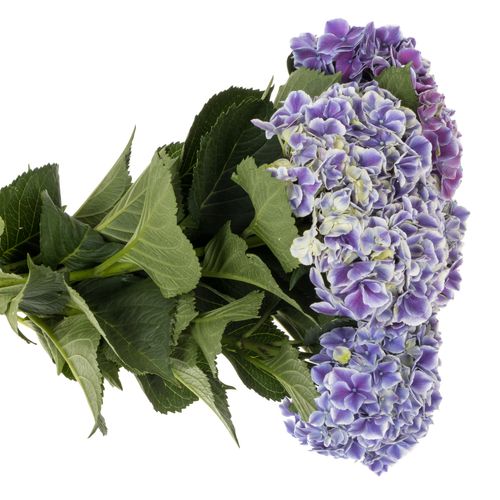 Hortensie milka/weiss Rio Bol 16cm 60cm